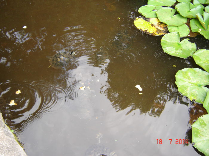 DSC00953