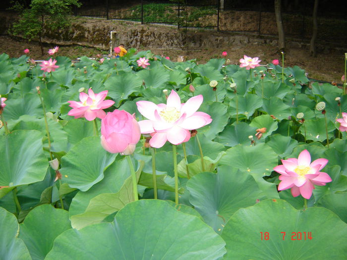 DSC00954