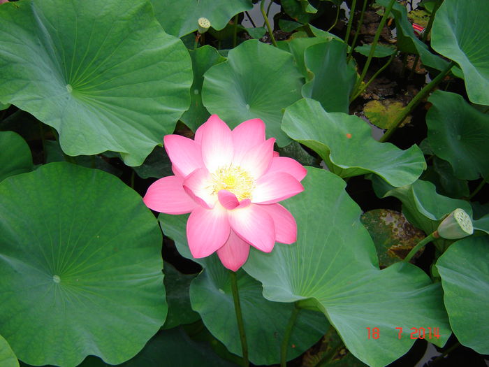 DSC00958