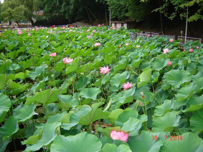 DSC00961