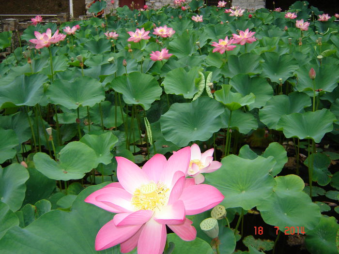 DSC00967