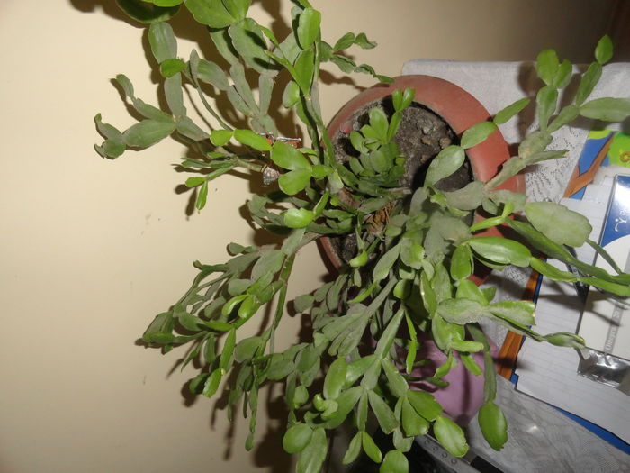 DSC09756 - florile mele in 2014