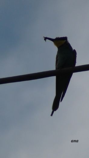 si-am prins-o cu albinuta-n gura - prigoria in vizita prin gradina