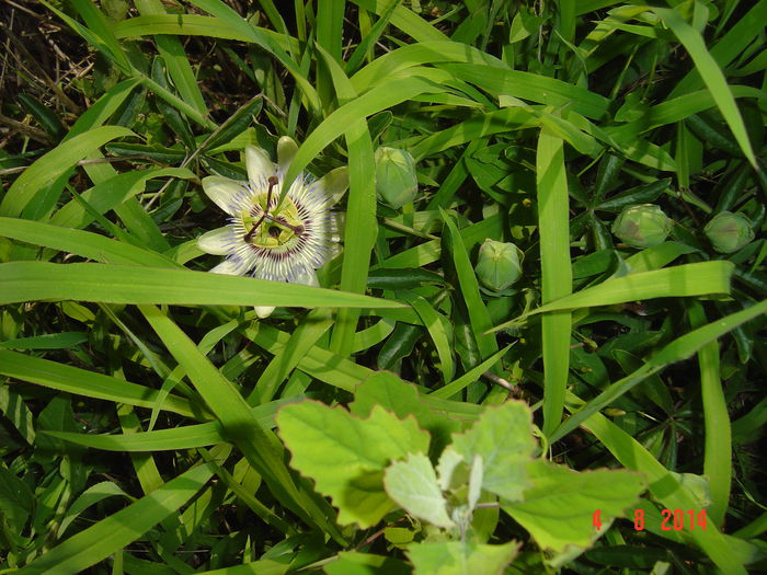 lastari cu muguri si flori...in iarba - PASIFLORA