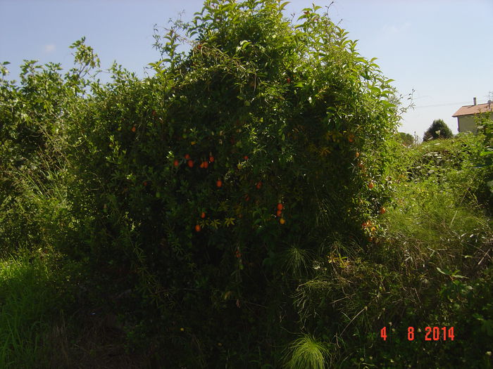 la o margine de drum...... - PASIFLORA