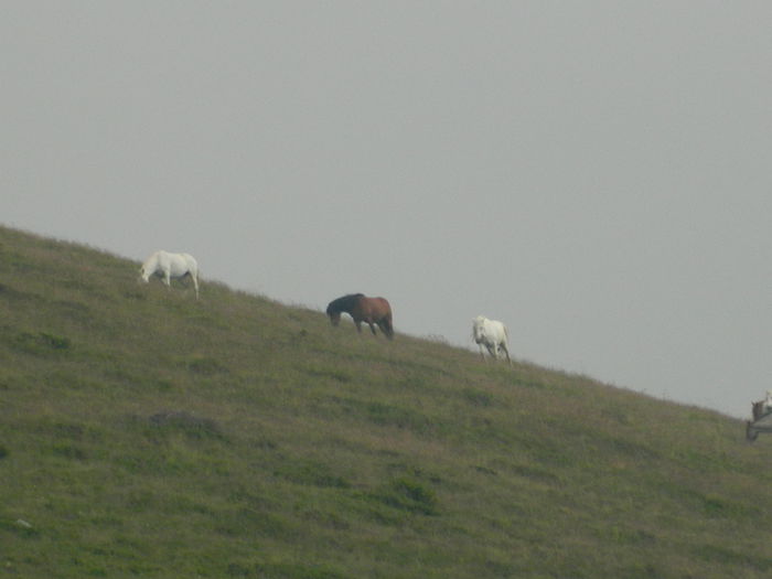 DSCN8501