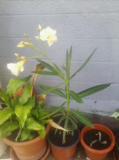 Multumesc Roxanaradu