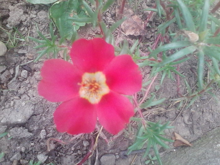 IMG_20140802_122040 - flori de gradina 2014