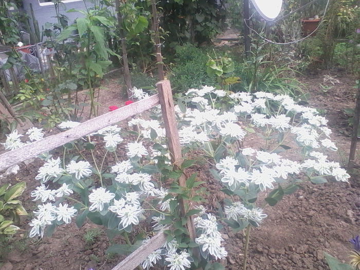 IMG_20140802_122201 - flori de gradina 2014