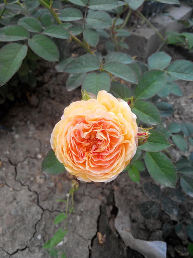 2014805120011[1] - Trandafiri Guillot -Massad