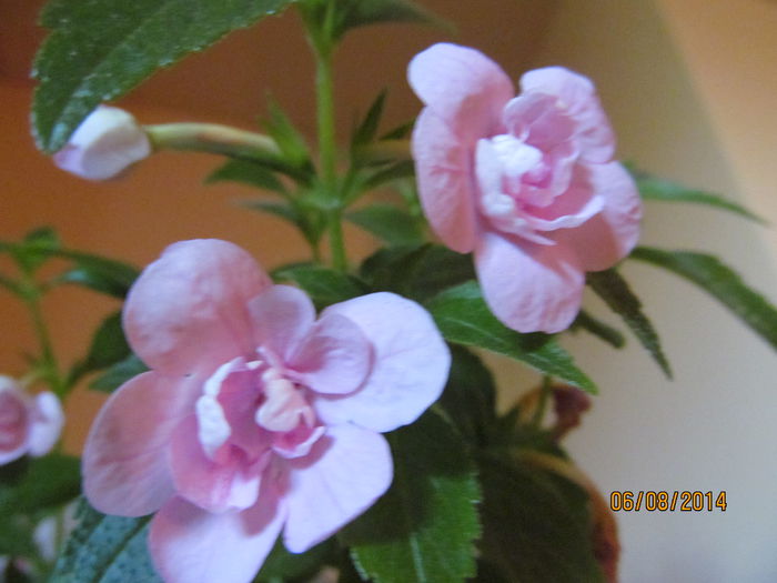 double pink rose - ACHIMENES 2014