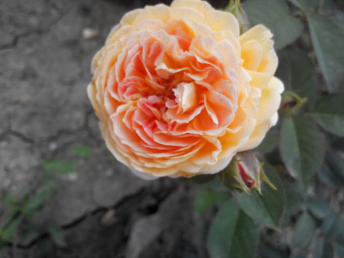 2014805120039[1] - Trandafiri Guillot -Massad