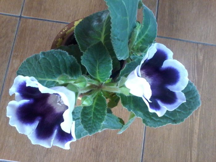 20140805_162605 - gloxinia 2014-2015-2016