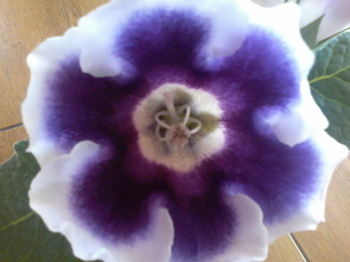 20140805_162620 - gloxinia 2014-2015-2016