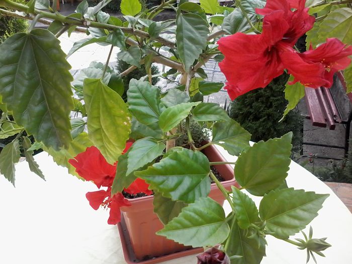 20140805_162318 - Hibiscus 2014-2015