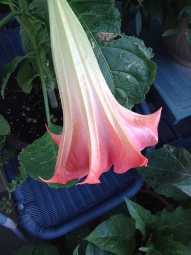 image - datura-brugmansia-nu mai am