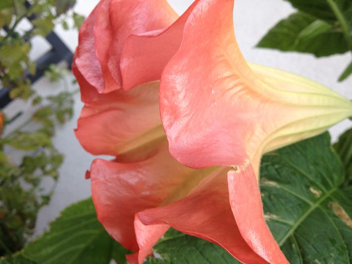 image - datura-brugmansia-nu mai am