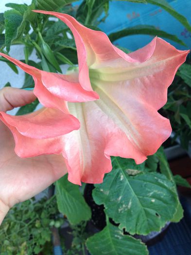 image - datura-brugmansia-nu mai am