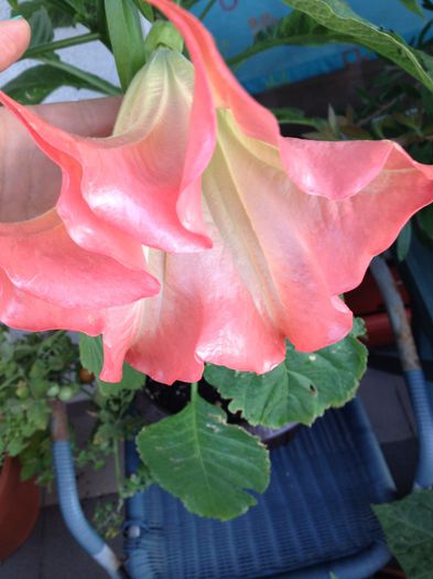 image - datura-brugmansia-nu mai am