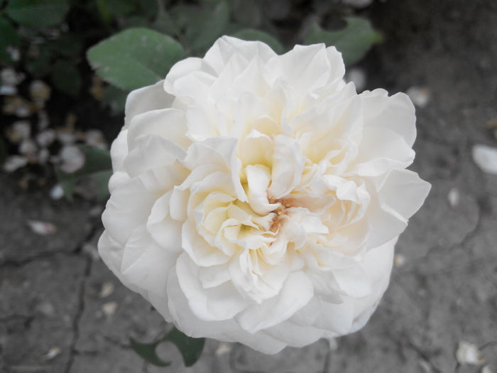 2014805120052 - Trandafiri Guillot -Massad