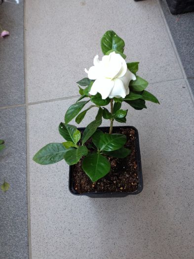image - gardenia