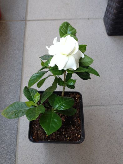 image - gardenia