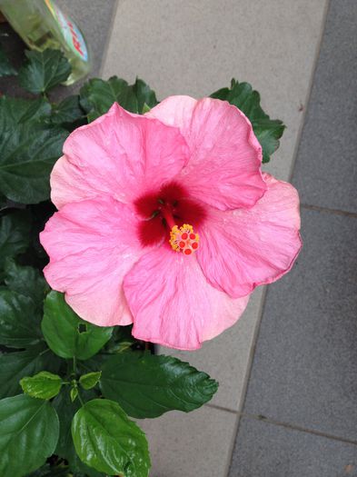 image - hibiscusi
