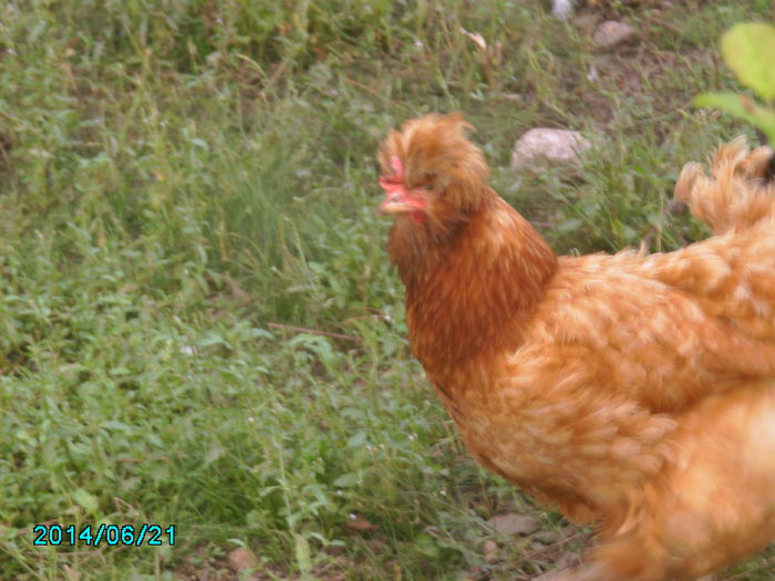 IMG_0208 - gaini si cocosi