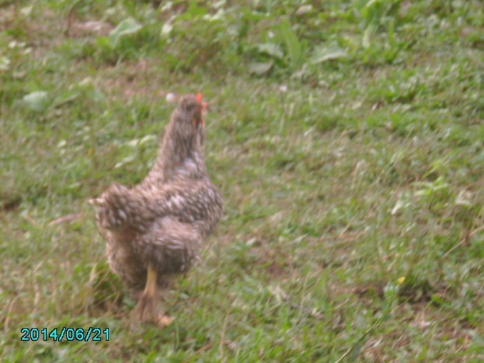 IMG_0211 - gaini si cocosi