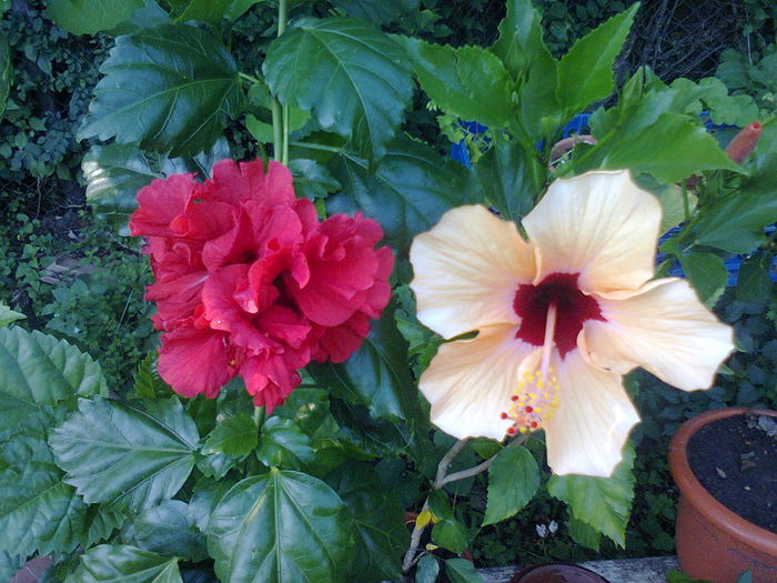  - A-Flori 2014