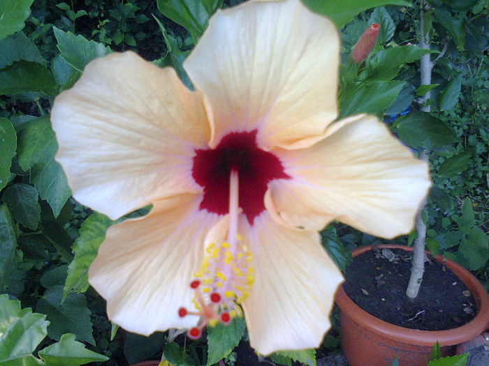 Nairobi - A-Flori 2014
