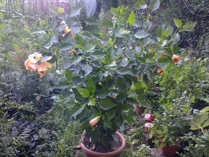  - A-Flori 2014