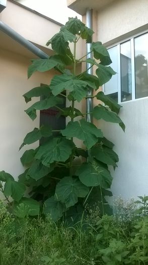 WP_20140802_018; asa arata acum este aceelas arbore din poza 224a fost taiat in primavara
