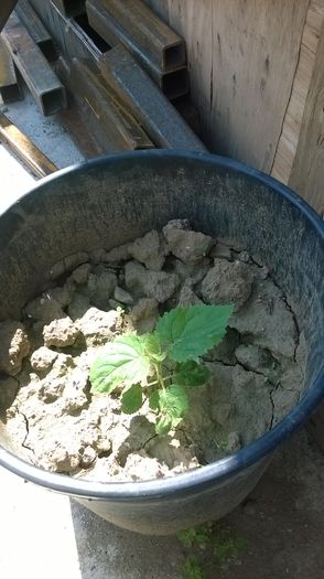 WP_20140803_014 - puieti paulownia