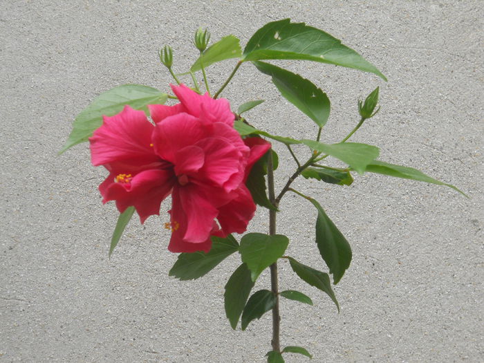 DSCN5116 - hibiscus