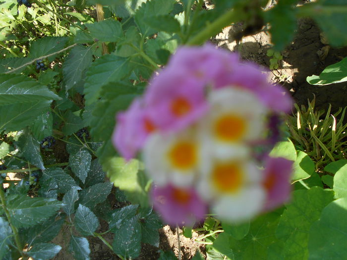 lantana roz sau cherry?august 008 - August 2014