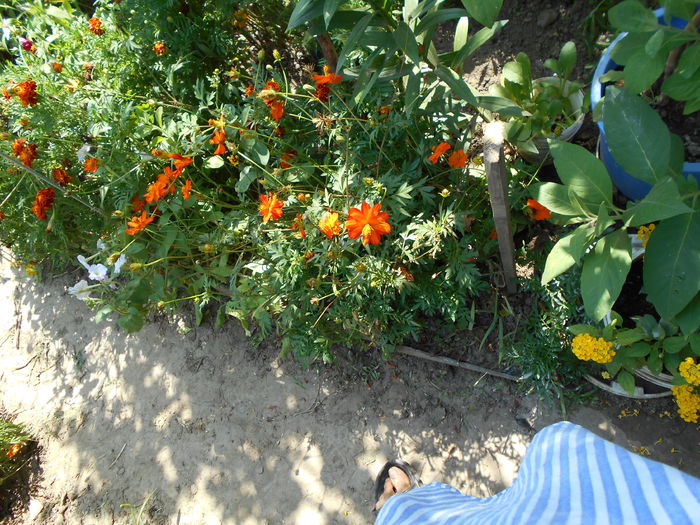 august 015 - August 2014