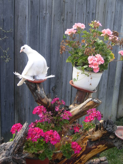 DSCN6136 - O MICA GRADINA