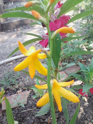 montbretia