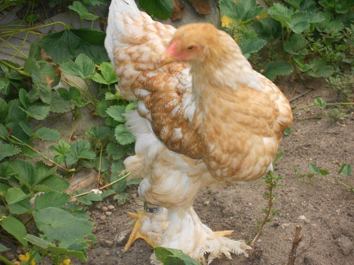 Picture 79 067 - Achizitii noi-pui brahma