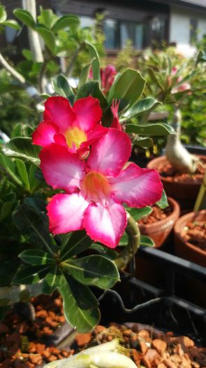  - Adenium - Star Princess