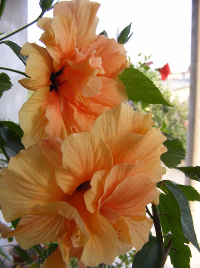 DSCF0137