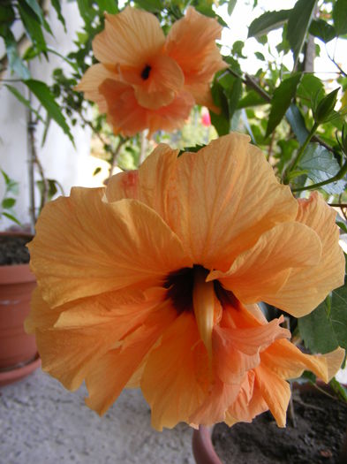 DSCF0139