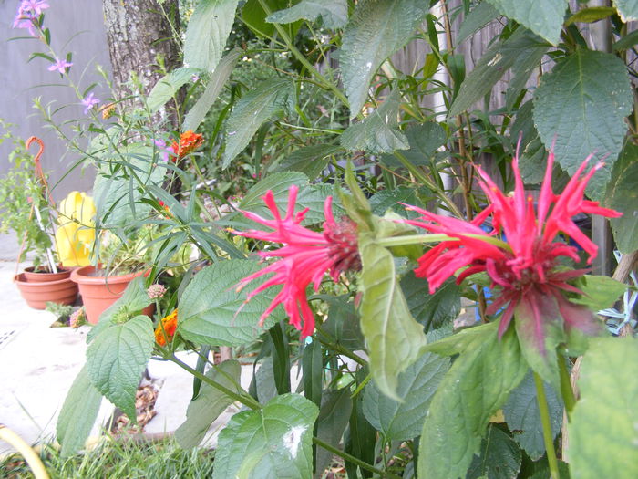 multumesc Fanita - Vara 2014-2017