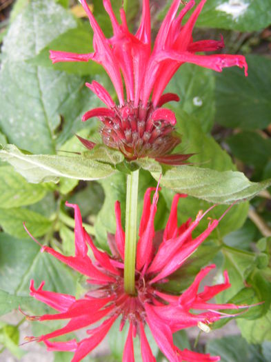 DSCF0124 - Vara 2014-2017