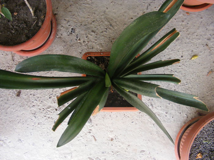 clivia - Vara 2014-2017