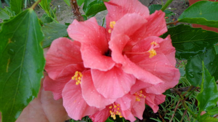 080 - Hibiscus 2014