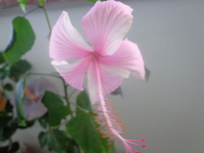 023 - Hibiscus 2014