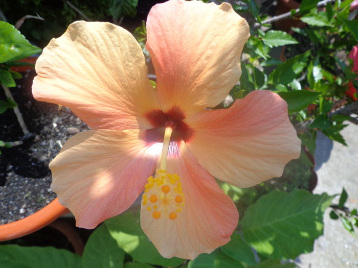 189 - Hibiscus 2014