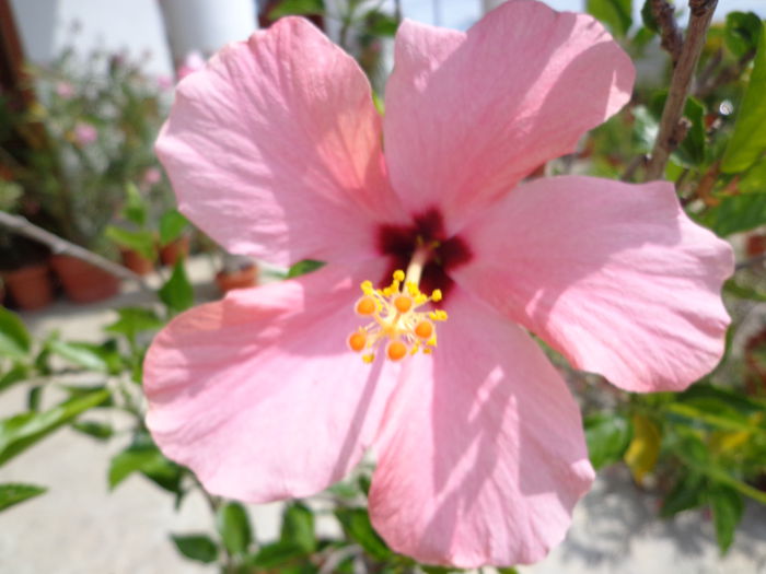 009 - Hibiscus 2014